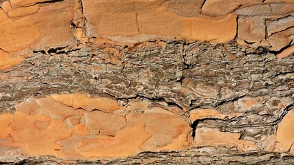 Wood, wood texture, wood photography, light brown, dark brown, bark.