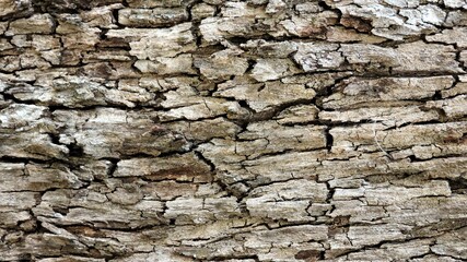 Wood, wood texture, wood photography, light brown, dark brown, bark.