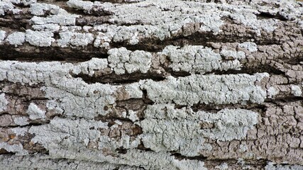 Wood, wood texture, wood photography, light brown, dark brown, bark.