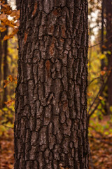 the trunk of an oak tree in the autumn forest