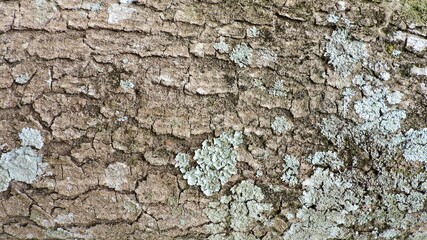 Wood, wood texture, wood photography, light brown, dark brown, bark.