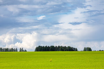 Summer landscape with green field and clouds in the sky