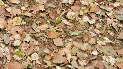 Wood, wood texture, wood photography, light brown, dark brown, bark.