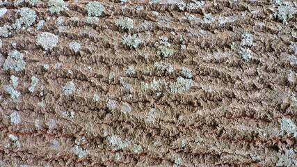 Wood, wood texture, wood photography, light brown, dark brown, bark.