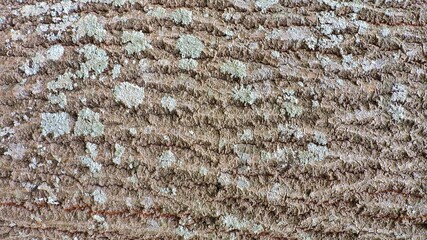 Wood, wood texture, wood photography, light brown, dark brown, bark.