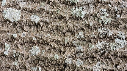 Wood, wood texture, wood photography, light brown, dark brown, bark.