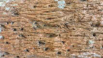 Wood, wood texture, wood photography, light brown, dark brown, bark.