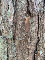 Wood, wood texture, wood photography, light brown, dark brown, bark.