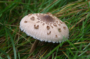Kite mushroom in wild natural environment