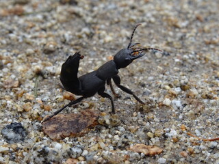 schwarzer Käfer auf Durchreise