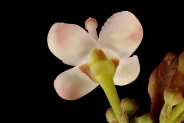Holly (Ilex aquifolium). Flower Closeup