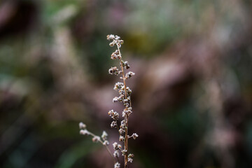 Old plant, which grow in my garden