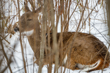 White-tailed deer (Odocoileus virginianus bedded down in a thicket of brush on the snow covered...