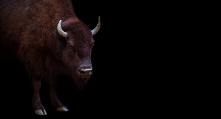 Bull isolated on black backgtound
