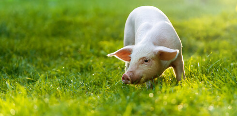 funny young pig is standing on the green grass. Happy piglet on the meadow. wide banner © The Len