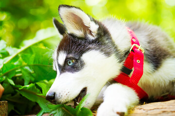 Small siberian Husky puppy in red dog leash.
