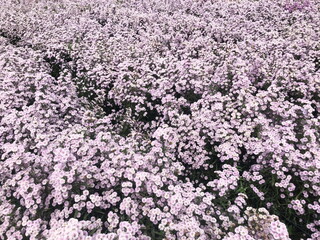 Pีurple Chrysanthemum flower in the garden background