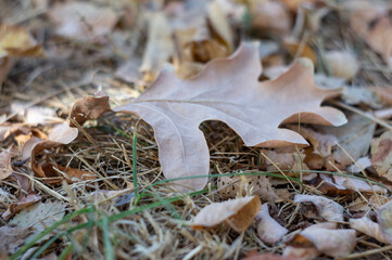 Oak dry leaf on the ground close up