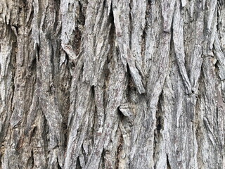 Close up tree bark, beautiful texture. Background natural abstract image.