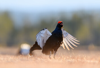 Norwegian black grouse at lek in spring