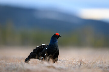 Norwegian black grouse at lek in spring
