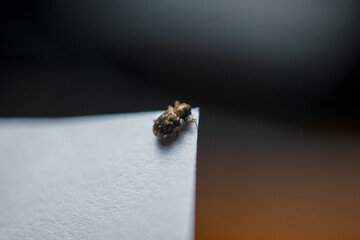 bug on a piece of paper