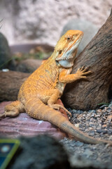 bearded dragon lizard