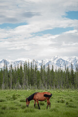 Fototapeta na wymiar Red horses graze in the meadow against the background of the forest and mountains. Horse portrait. Wild nature, village life, province, livestock. Beautiful landscape with green grass and snowy peaks.