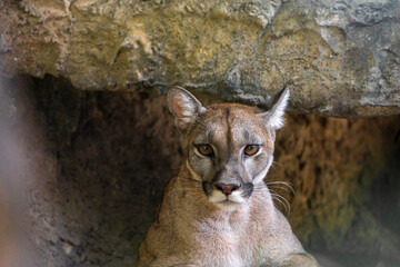 Obraz premium portrait of a lynx