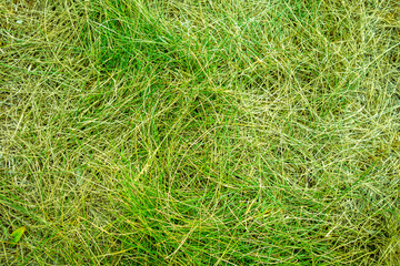 Green grass close up background texture