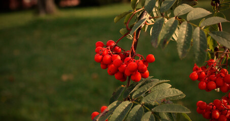 Ripe berries of red viburnum on a branch. Green branch of viburnum. Healthy Eating. Vegetarianism.