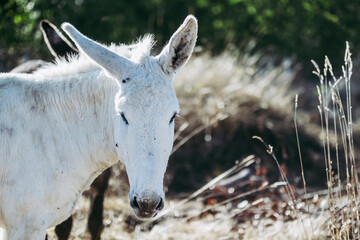 Portrait d'un âne blanc dans un champ en campagne