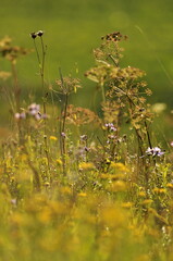 meadow with flowers in autumn