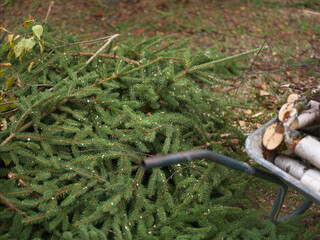 Freshly cut fir tree branches