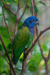 rainbow lorikeet parrot