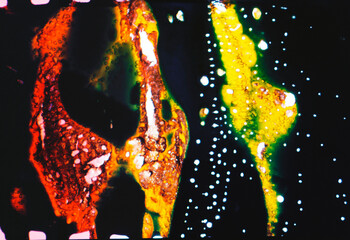 Macro of a color negative frame scorched. The singe gives back unexpected colors depending on the...
