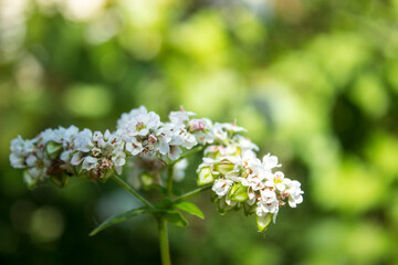 blossoming Buckwheat, blurred