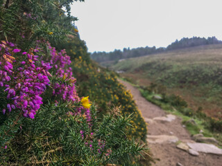 Obraz premium Bell heather growing along the Slieve Donard mountain path in the Mourne mountains