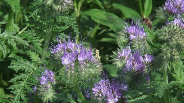 Honey bee and wild bee feeding on Phacelia tanacetifolia + fly away. Phacelia attracts pollinators such as honey bees and other beneficial insects.