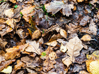 brown and rotten leaves with raindrops at forest meadow on rainy autumn day