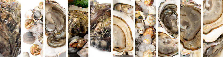 Fresh Closed Oyster Isolated on White Background.