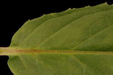 Marsh Willowherb (Epilobium palustre). Leaf Detail Closeup