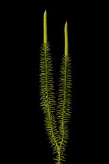 Interrupted Clubmoss (Lycopodium annotinum). Habit