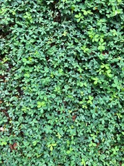 Foliage, leaf texture, green leaf carpet, leaves background, green leaf texture, foliage.