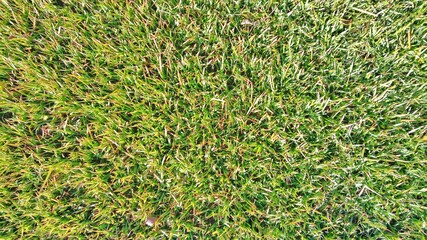 Foliage, leaf texture, green leaf carpet, leaves background, green leaf texture, foliage.