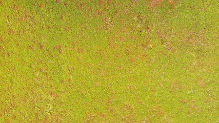 Foliage, leaf texture, green leaf carpet, leaves background, green leaf texture, foliage.