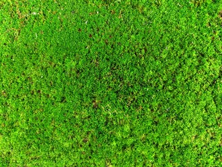 Foliage, leaf texture, green leaf carpet, leaves background, green leaf texture, foliage.