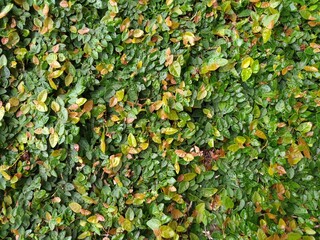 Foliage, leaf texture, green leaf carpet, leaves background, green leaf texture, foliage.