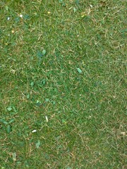 Foliage, leaf texture, green leaf carpet, leaves background, green leaf texture, foliage.