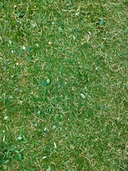 Foliage, leaf texture, green leaf carpet, leaves background, green leaf texture, foliage.